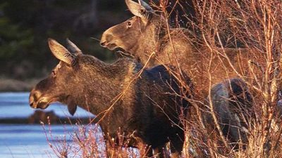 Älgarna dyker (förhoppningsvis!) upp på SVT i vår igen. Foto: SVT.