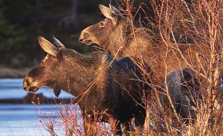 Älgarna dyker (förhoppningsvis!) upp på SVT i vår igen. Foto: SVT.