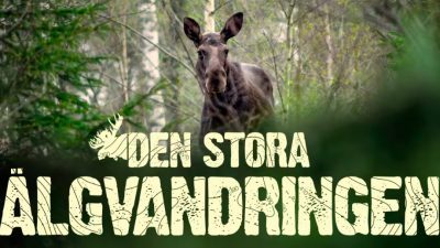 Coverbilde fra SVTs program den store älgvandringen